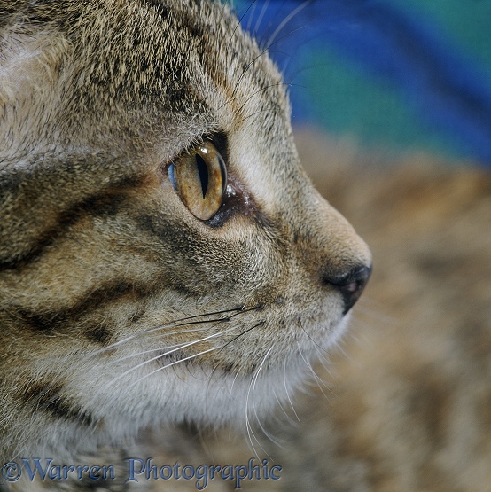 Profile portrait of tabby female cat, 5 months old