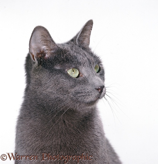 Russian Blue female cat in profile, white background