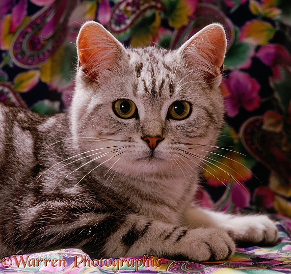 Portrait of silver tabby male cat, Butterfly, 6 months old