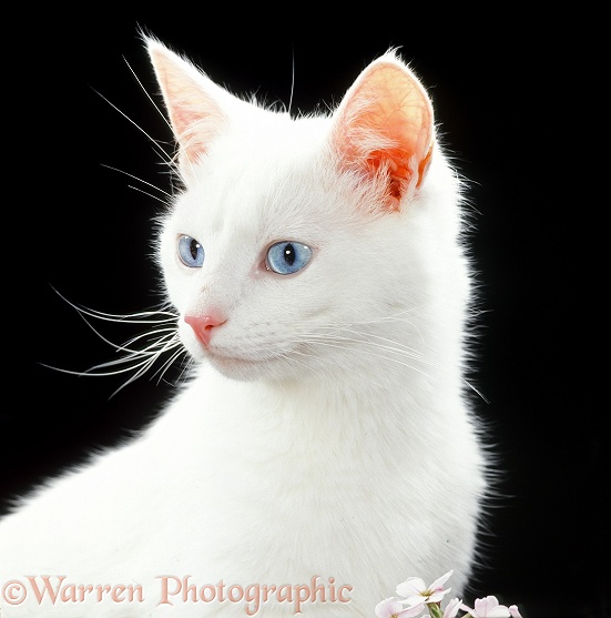 Blue-eyed white male cat, 6 months old, on black background