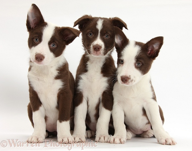 Three chocolate Border Collie bitch pups, white background