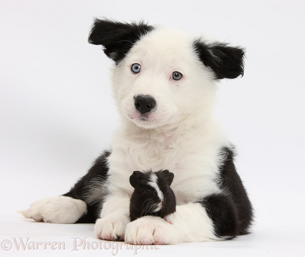 Black-and-white Border Collie pup and Guinea pig, white background