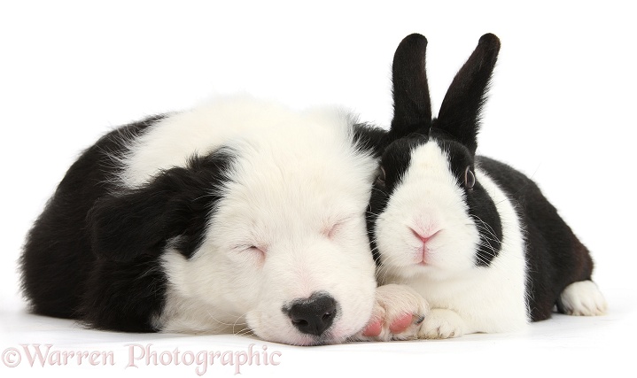 Seeping black-and-white Border Collie pup and black Dutch rabbit, white background