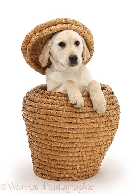 Yellow Labrador Retriever pup, 4 months old, playing in straw basket, with the lid on her head, white background