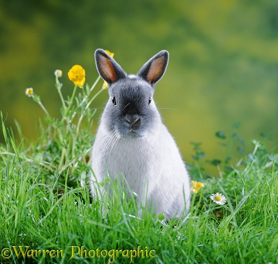 Young Siamese Smoke Pearl Netherland Dwarf rabbit