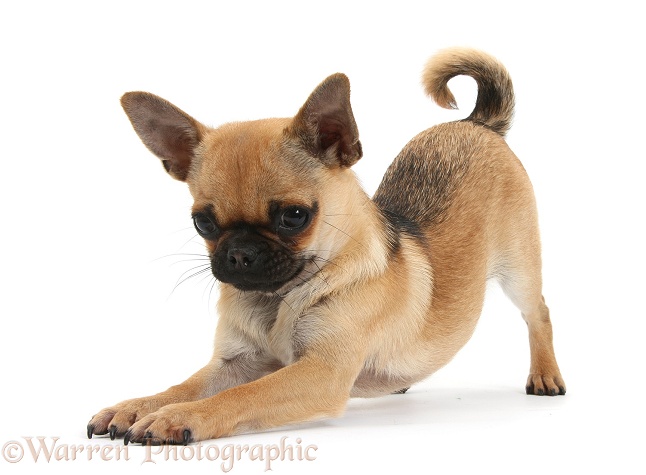 Chug (Pug x Chihuahua) bitch in play-bow, white background