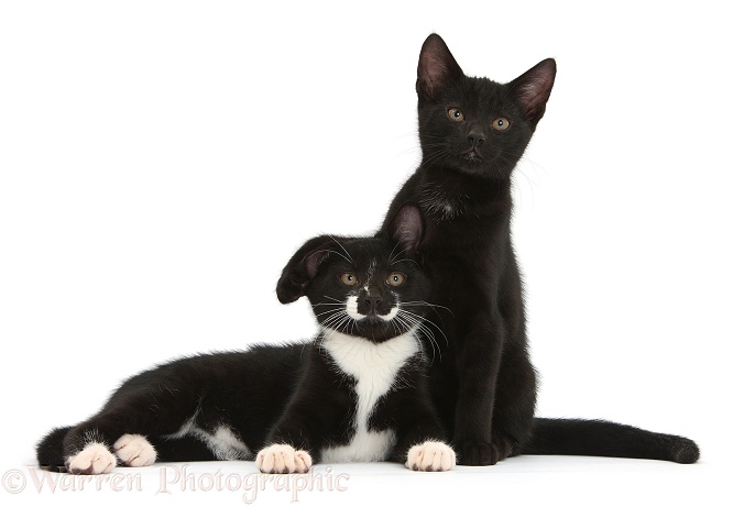 Black and Black-and-white tuxedo male kittens, Tuxie and Buxie, 12 weeks old, lounging together, white background