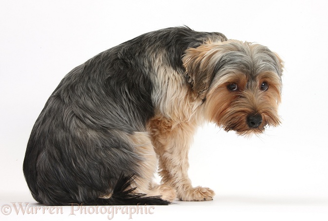 Yorkshire Terrier dog, Dillon, 16 months old, looking anxious, white background