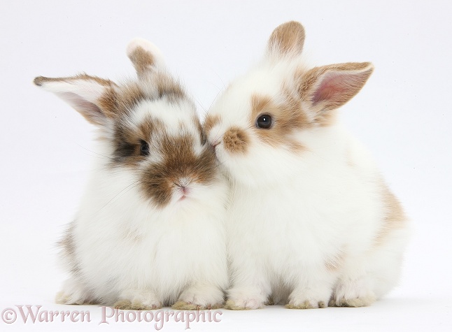 Young rabbits snuggled together, white background