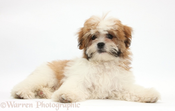 Maltese x Shih-tzu pup, Leo, 13 weeks old, lying with head up, white background