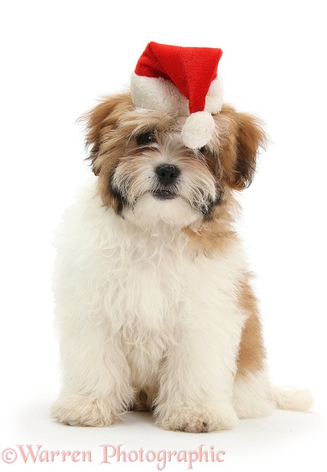 Maltese x Shih-tzu pup, Leo, 13 weeks old, wearing a Father Christmas hat, white background