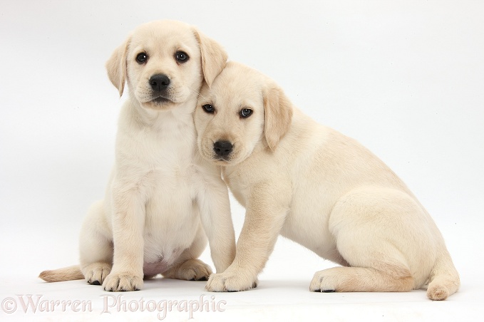 Yellow Labrador Retriever puppies, 8 weeks old, white background