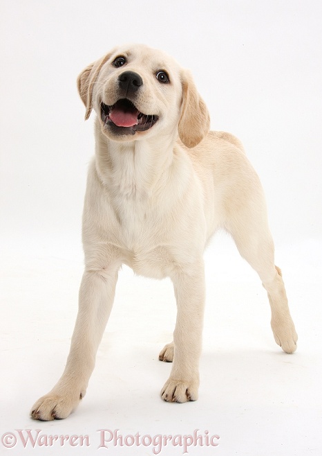 Yellow Labrador Retriever pup, 3 months old, trotting forward, white background