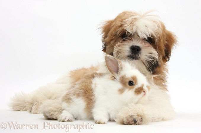 Maltese x Shih-tzu pup, Leo, 13 weeks old, with sandy-and-white rabbit, white background