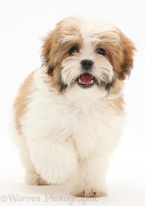Maltese x Shih-tzu pup, Leo, 13 weeks old, walking, white background
