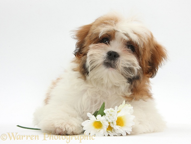 Maltese x Shih-tzu pup, Leo, 13 weeks old, lying with head up with daisy flowers, white background