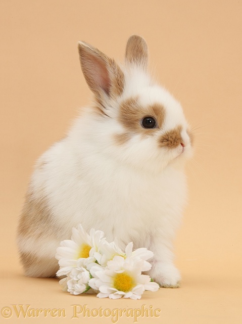 Young rabbit and daisy flowers on beige background