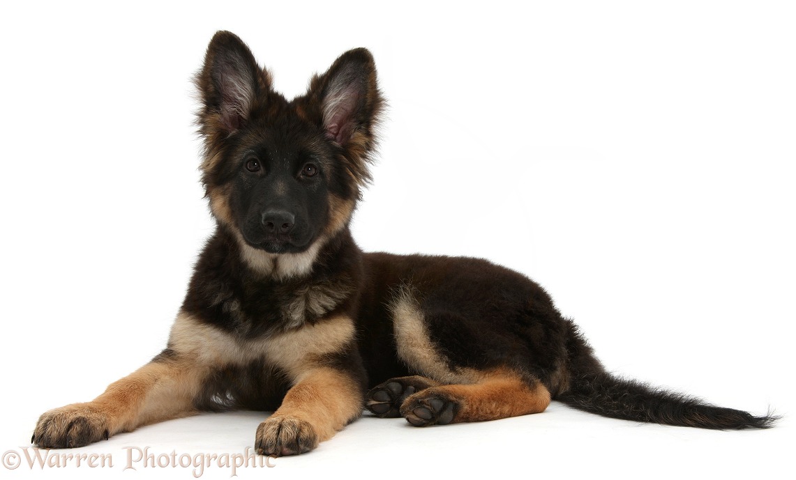 German Shepherd Dog bitch pup, Coco, 14 weeks old, white background