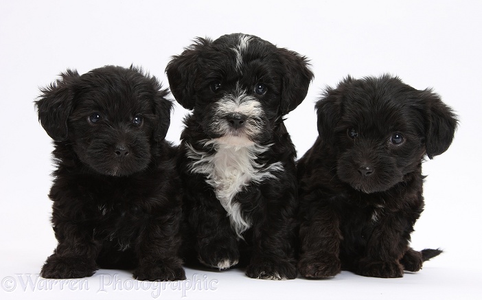 Black and black-and-white Yorkipoo pups, 7 weeks old, white background