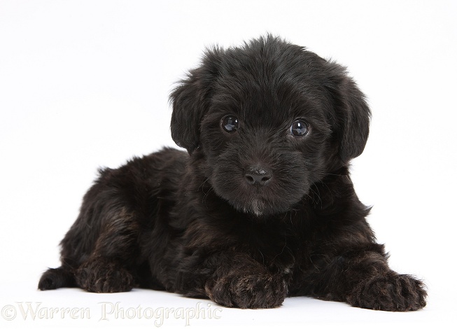 Black Yorkipoo pup, 7 weeks old, white background