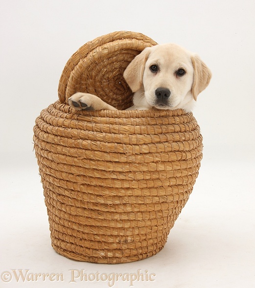 Yellow Labrador Retriever pup, 4 months old, in straw laundry basket, white background
