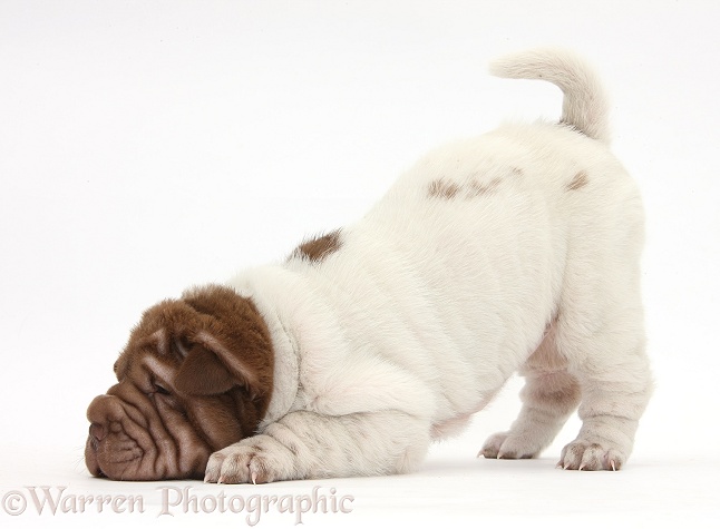 Shar Pei pup in play-bow stance, white background