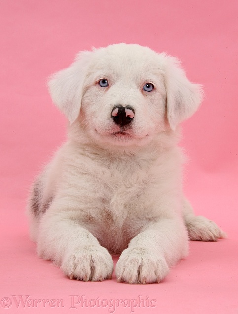 Mostly white Border Collie dog pup, Dash, 8 weeks old, unilaterally deaf, lying with head up on pink background