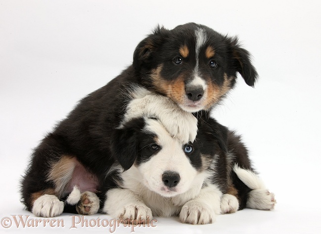 Tricolour Border Collie pups, Basil and Drift, 8 weeks old, white background