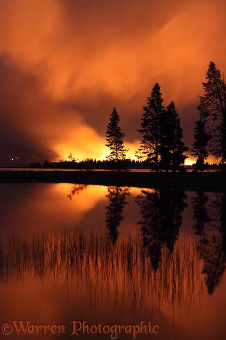 Forest fire at night with silhouette trees.  Yellowstone, USA