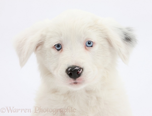 Mostly white Border Collie bitch pup, Gracie, 8 weeks old, half deaf, white background