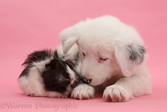 Mostly white Border Collie dog pup, Dash, 8 weeks old, unilaterally deaf, with black-and-white Guinea pig on pink background