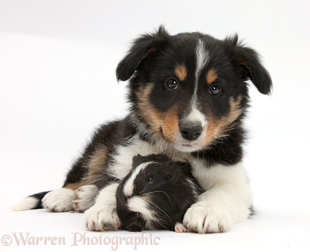 Tricolour Border Collie pup, Drift, 8 weeks old, with black-and-white Guinea pig, white background