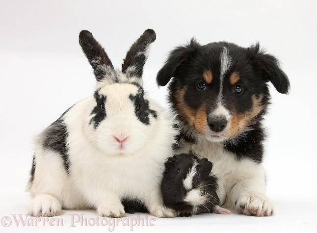 Tricolour Border Collie pup, Drift, 8 weeks old, with black-and-white rabbit and Guinea pig, white background