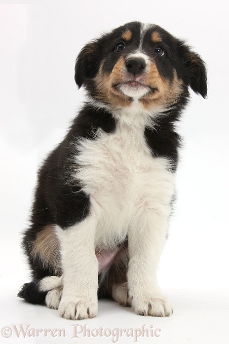 Tricolour Border Collie pup, Drift, 8 weeks old, sitting, white background