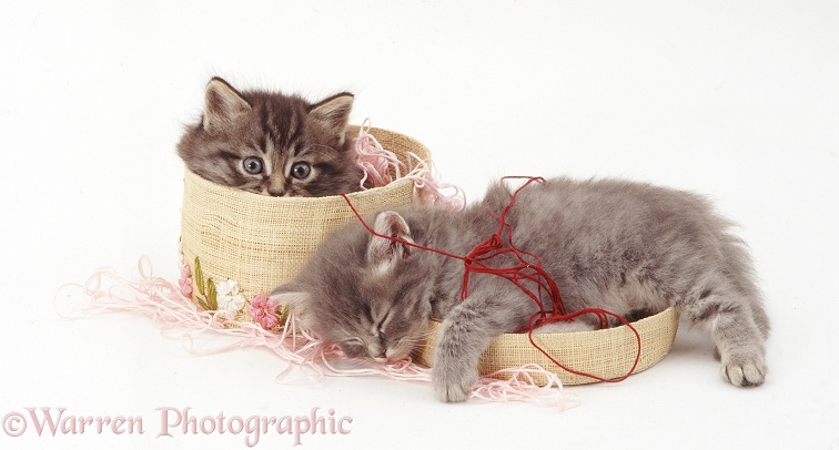 Two tabby kittens, one asleep in a basket of wool, white background