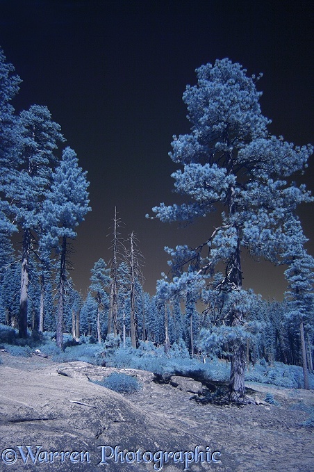 Ponderosa Pines (Pinus ponderosa) photographed in near infrared.  Yosemite, California, USA