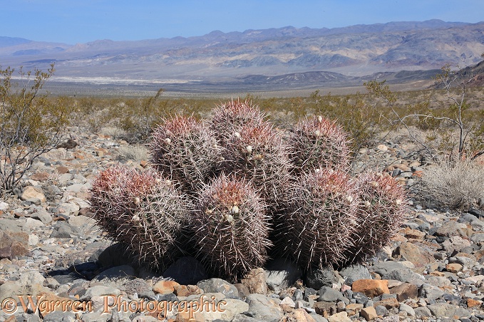 Barrel Cactus (Echinocactus polycephalus).  Mojave Desert, North America