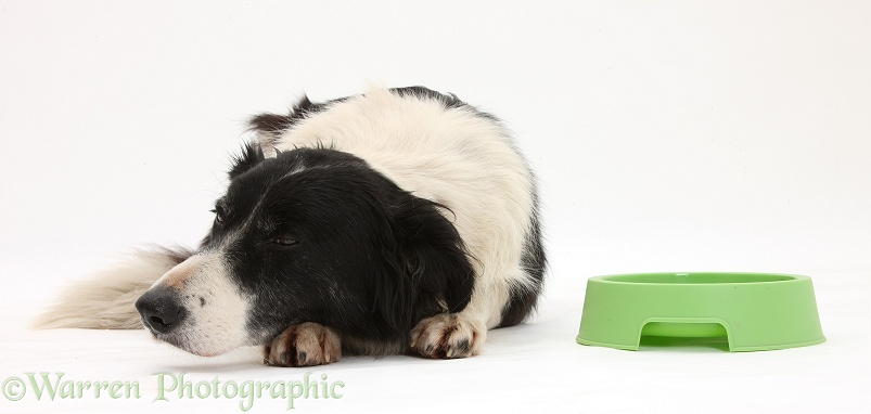 Black-and-white Border Collie, Phoebe, looking disinterested in her food bowl, white background