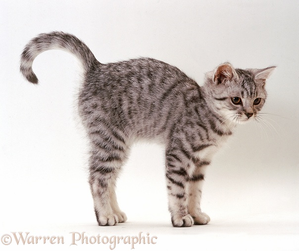 Silver spotted kitten, Pip, 16 weeks old, friendly, with back arched and tail up, while being stroked, white background