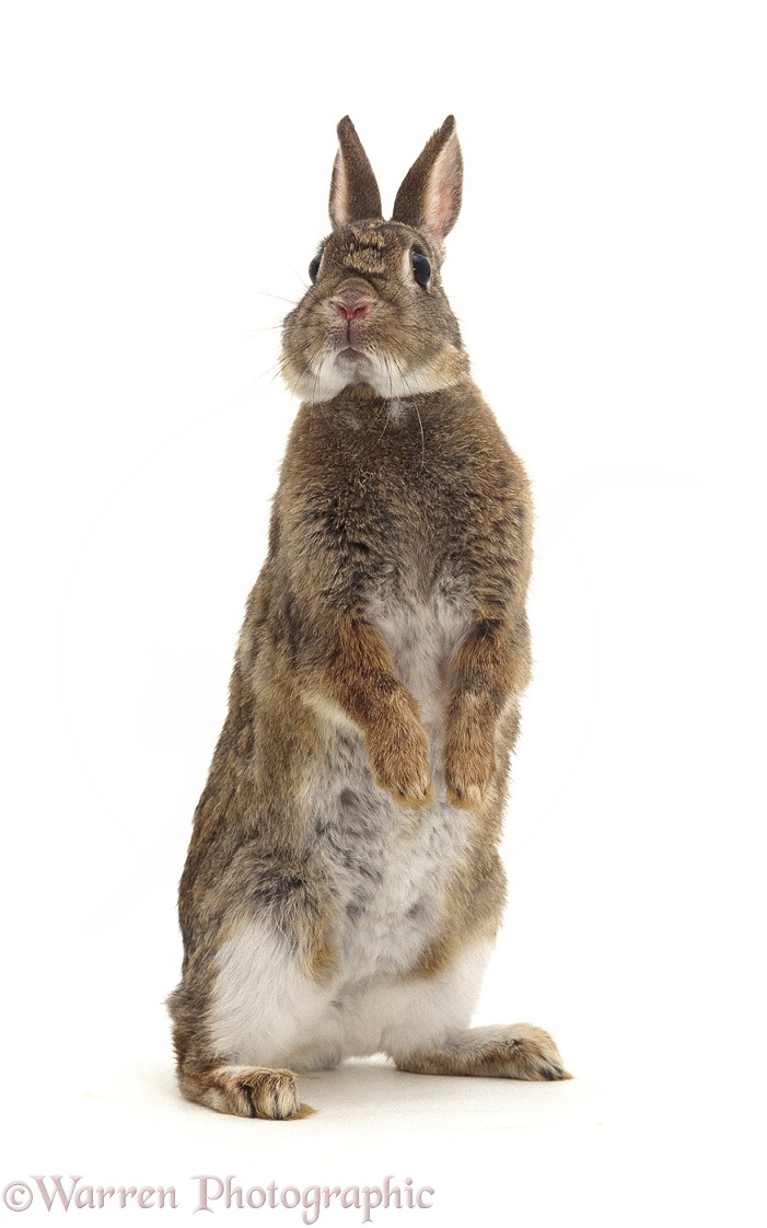 Agouti Dwarf female rabbit sitting up on her hind legs to look around, white background