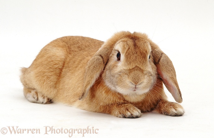 Sandy Lop female rabbit, Lottie, lounging, white background