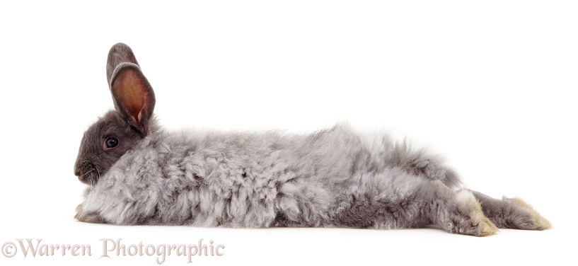 Blue Angora-cross rabbit lying stretched out, white background