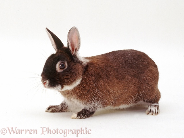 Elderly Marten Sable Rabbit, 9 years old, white background