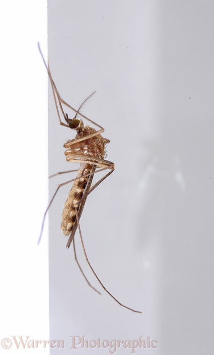 Mosquito (Culex pipiens) female resting on a wall, white background