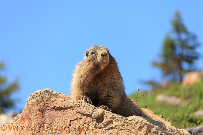 Hoary Marmot (Marmota caligata) sunning itself on a rock.  North America