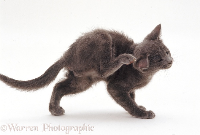 Grey kitten with bad eczema scratching itself, white background