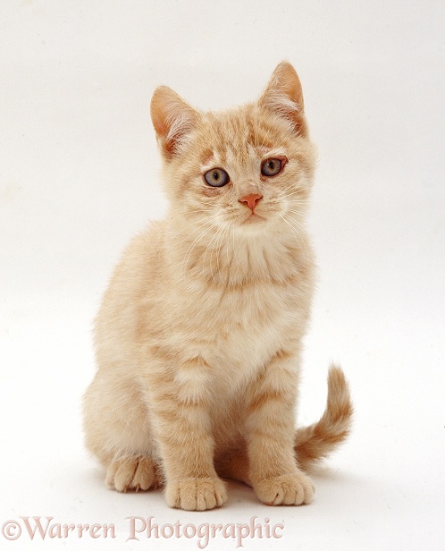 Ginger kitten with ringworm lesions, white background