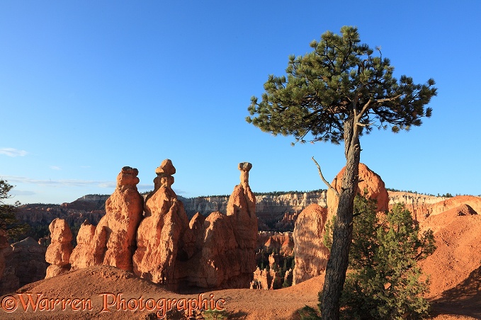 Hoodoos with balanced rocks and pine tree.  Bryce Canyon, USA
