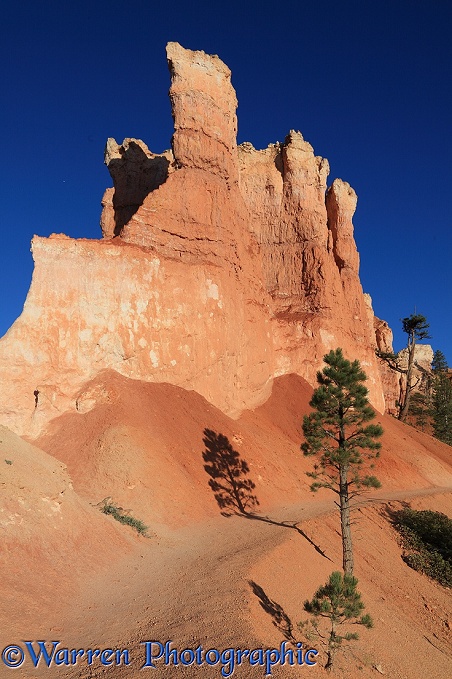 Pinnacles of soft sandstone, known as hoodoos.  Bryce Canyon, Utah, USA