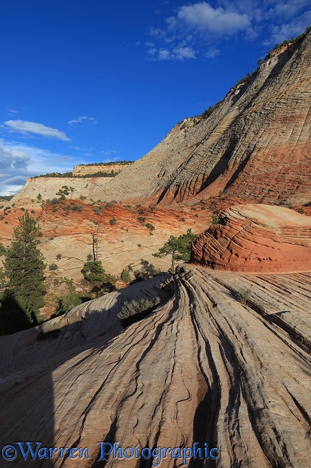 Patterns in sandstone rock strata.  Zion National Park, Utah, USA